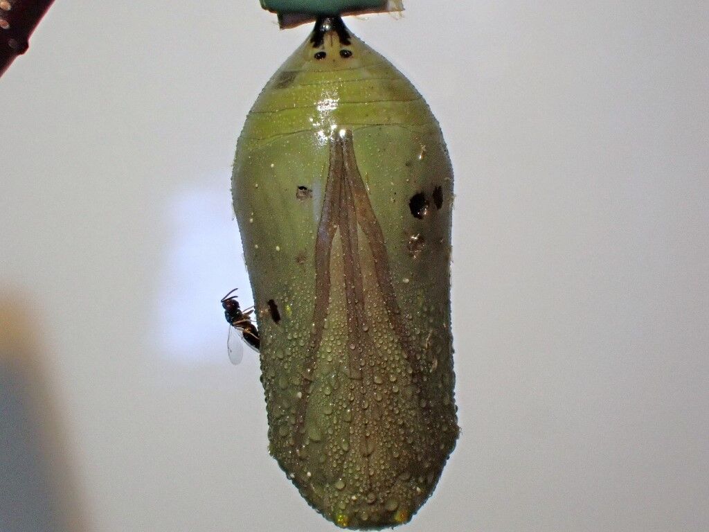 monarch chrysalid and wasp.jpg